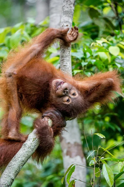 Merkez Borneo orangutan yavrusu — Stok fotoğraf