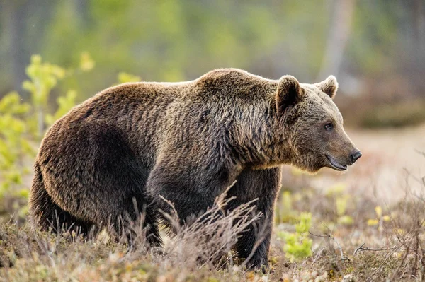 Oso pardo salvaje — Foto de Stock