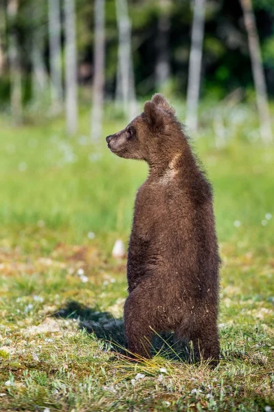 熊幼崽站在阻碍腿 — 图库照片