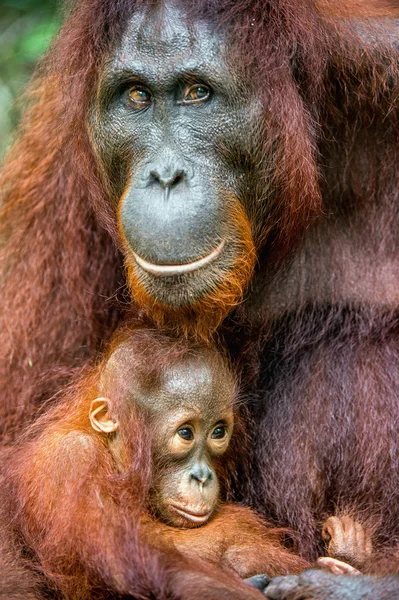 Samice orangutana s mládětem — Stock fotografie