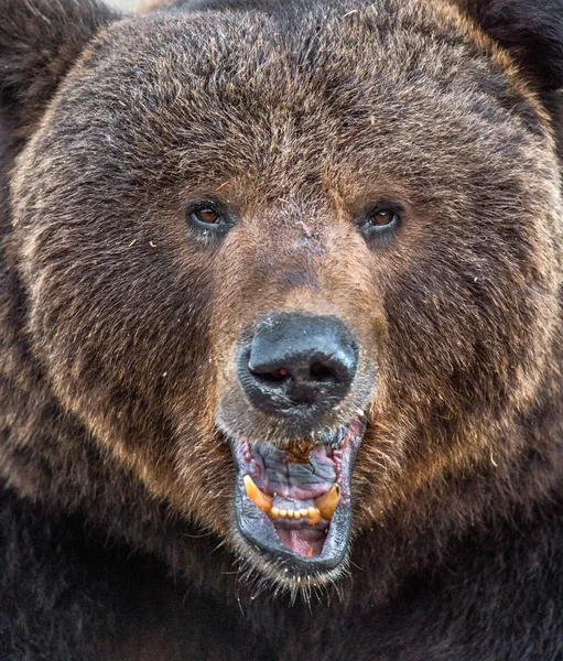 Wild adult male brown bear — Stock Image Wild adult male brown bear Stock Photo