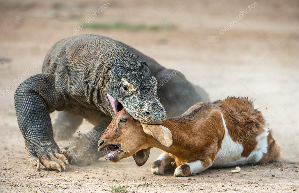 De draak van Comodo aanvallen de prooi — Stockfoto © SURZet #123668552