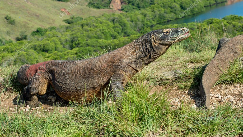 chromodo vs comodo dragon 2015 chromodo vs comodo dragon 2015