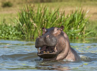 Yawning common hippopotamus in water clipart