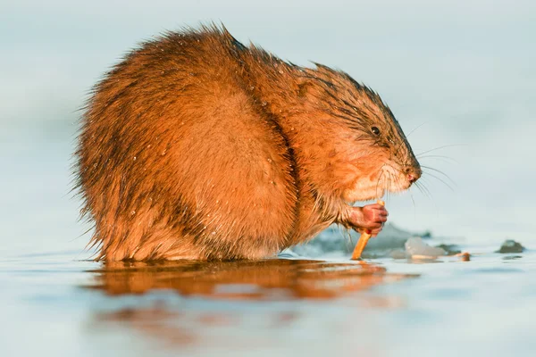Ratto muschiato in acqua alla luce del tramonto — Foto Stock