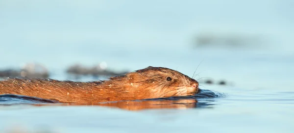 Muskrat nadando na luz do por do sol — Fotografia de Stock