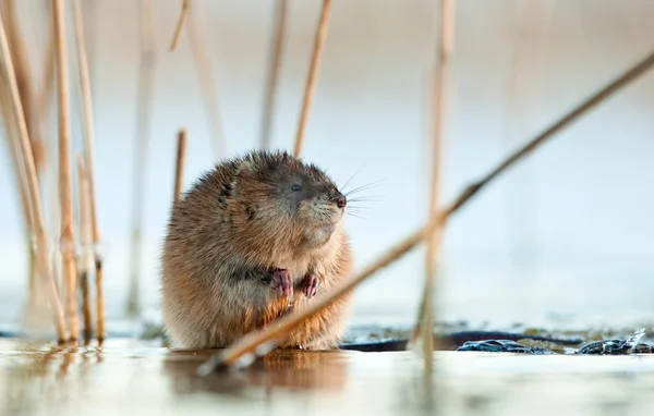 Rat musqué dans l'eau au coucher du soleil — Photo