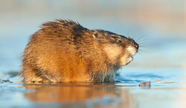 Rat musqué dans l'eau au coucher du soleil — Photo