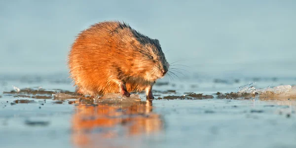 Ratto muschiato in acqua alla luce del tramonto — Foto Stock