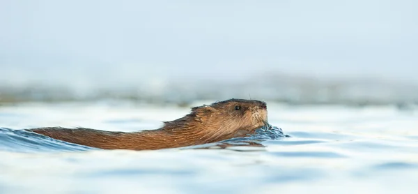 Nuoto Muskrat in luce del tramonto — Foto Stock