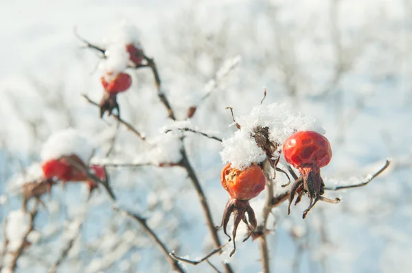 Bär av en dogrose på snötäckta grenar — Stockfoto