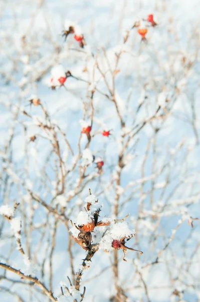 Bär av en dogrose på snötäckta grenar — Stockfoto