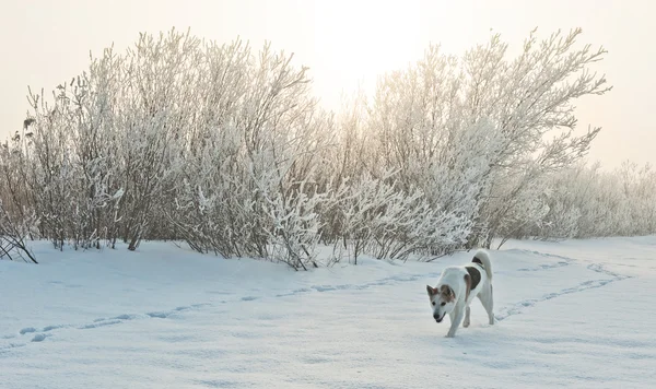 Hund promenader i Dimmig morgon — Stockfoto