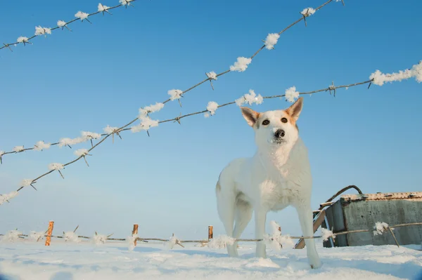 犬と有刺鉄線 — ストック写真