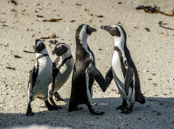 Pinguins africanos na praia arenosa — Fotografia de Stock