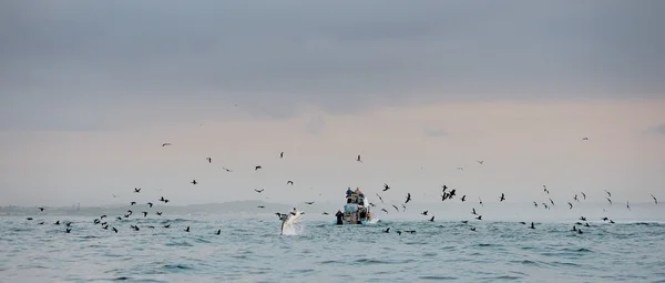 Barbatanas de um tubarão branco e Gaivotas — Fotografia de Stock