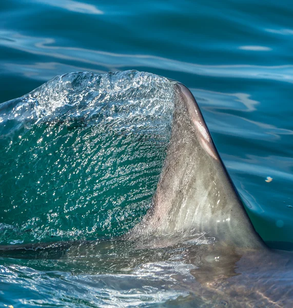 Shark fin above water — Stock Photo, Image