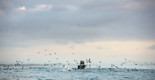 Fins of a white shark and Seagulls