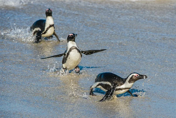 African penguins walk out of ocean — Stock Photo, Image