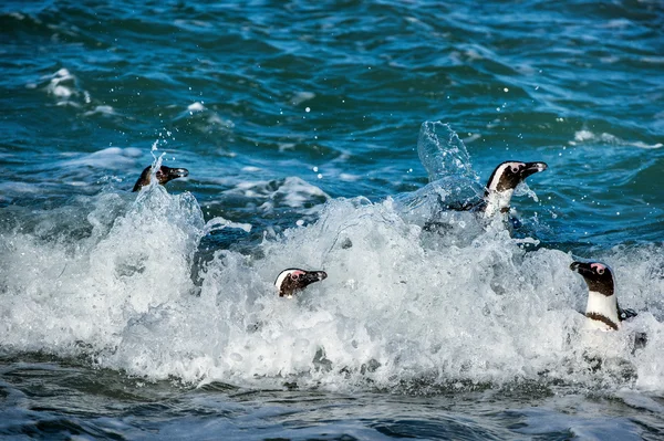 African penguins swiming — Stock Photo, Image
