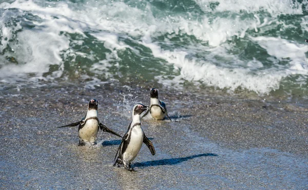 Pingüinos africanos salen del océano — Foto de Stock