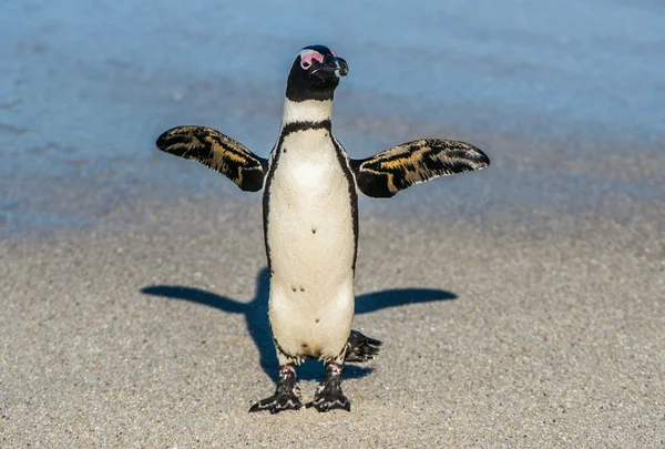 Στην αμμώδη παραλία της Αφρικής penguin — Φωτογραφία Αρχείου