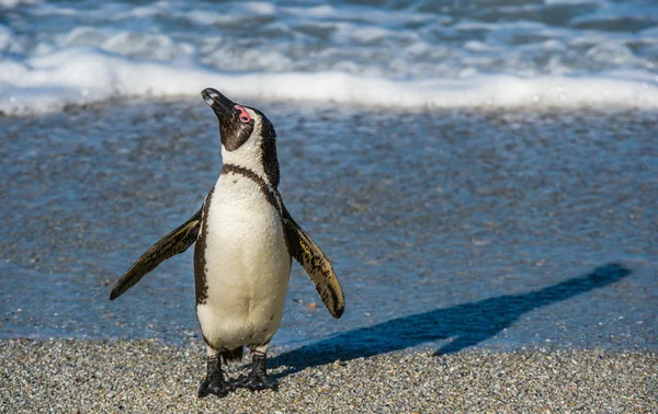 Pingwin przylądkowy na piaszczystej plaży — Zdjęcie stockowe