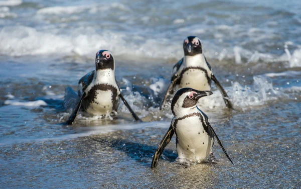 Pingüinos africanos caminando fuera del océano — Foto de Stock