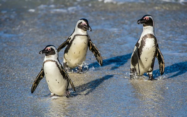 Afrikanska pingviner gå ur havet — Stockfoto