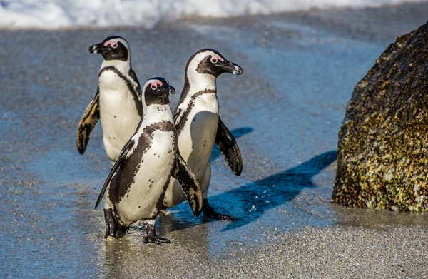 African penguins walk out of ocean — Stock Photo, Image