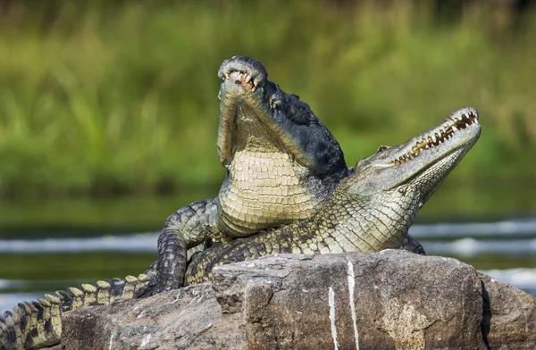 Twee krokodillen, heeft geopend monden — Stockfoto