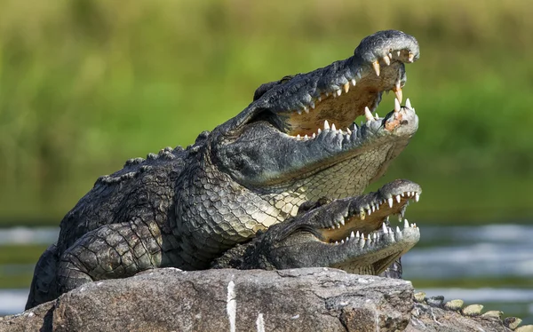 Dos cocodrilos, habiendo abierto la boca — Foto de Stock
