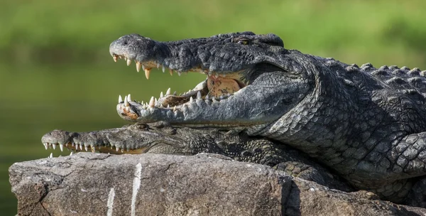 Dos cocodrilos, habiendo abierto la boca — Foto de Stock