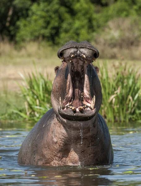 Yawning common hippopotamus in water — Stock Photo, Image