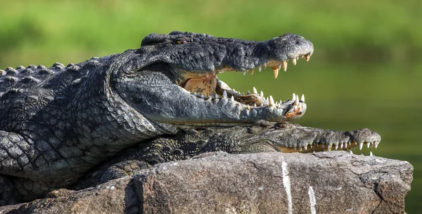 Doi crocodili, deschizând gura — Fotografie, imagine de stoc