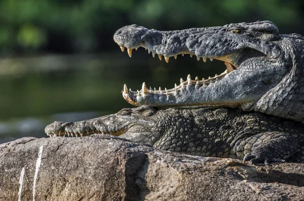 Two crocodiles, having opened mouths — Stock Photo, Image