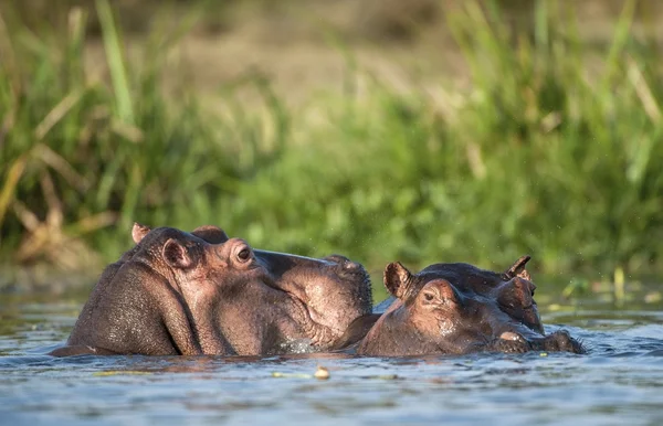 Dois hipopótamos comuns na água — Fotografia de Stock