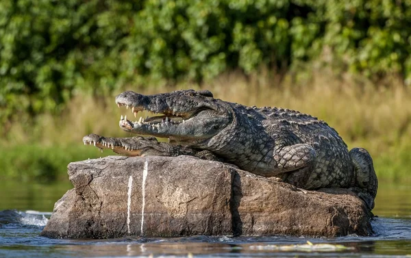 Deux crocodiles, ayant ouvert la bouche — Photo