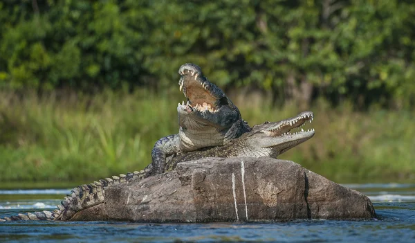 Dva krokodýly, že otevřel ústa — Stock fotografie