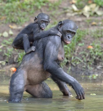 Bonobo suda ıslatın ve bir yavrusu 