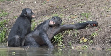 Gölde çiftleşme bonobo