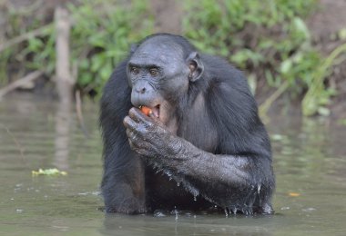Bonobo ayakta su