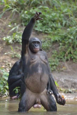 Bacaklarını bonobo ayakta 