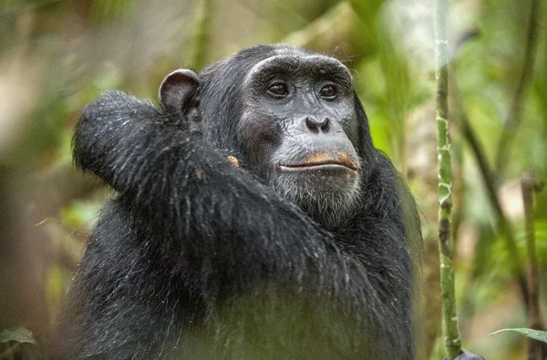 Chimpancé descansando en la selva — Foto de Stock