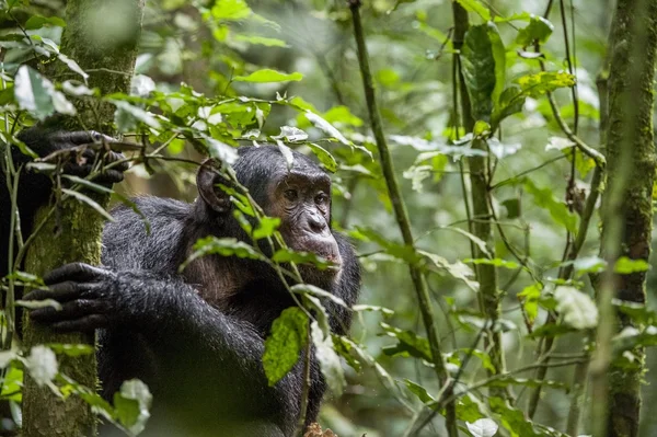 Chimpancé descansando en la selva — Foto de Stock