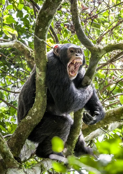 Crier un chimpanzé en colère — Photo