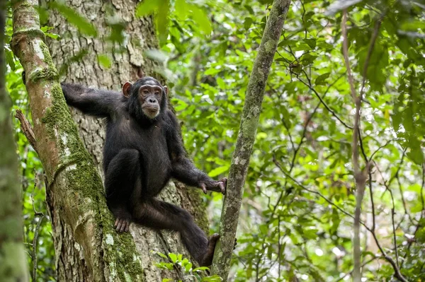 Chimpanzee resting on the tree — Stock Photo, Image