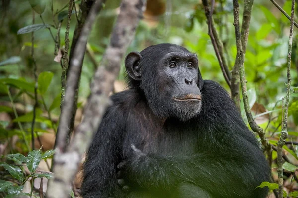 Chimpanzé descansando na selva — Fotografia de Stock