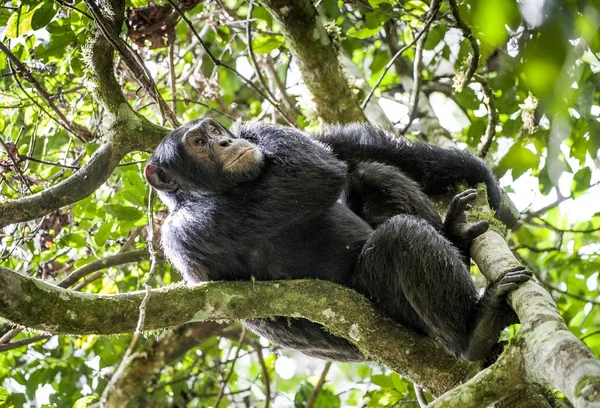 Chimpanzee resting on the tree — Stock Photo, Image