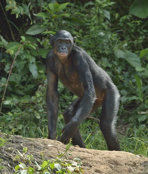 Csimpánz Bonobo zöld háttér — Stock Fotó